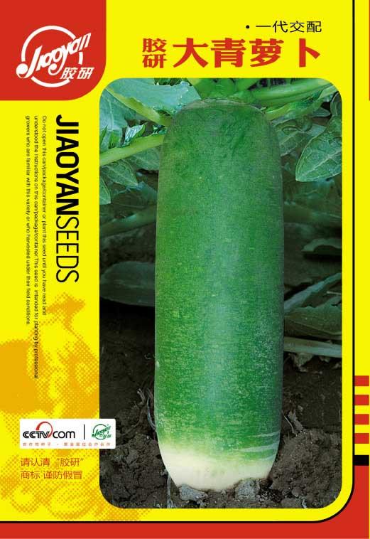  Jiaoyan Large Green Radish——Radish